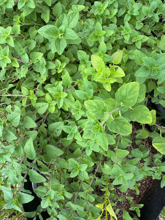 Herbs are just edible Weeds!